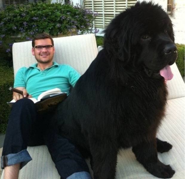 Very Big Dogs (34 pics)