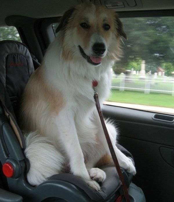 Very Big Dogs (34 pics)