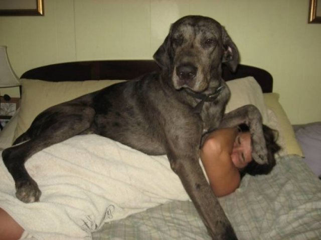 Very Big Dogs (34 pics)