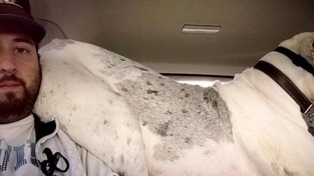 Very Big Dogs (34 pics)