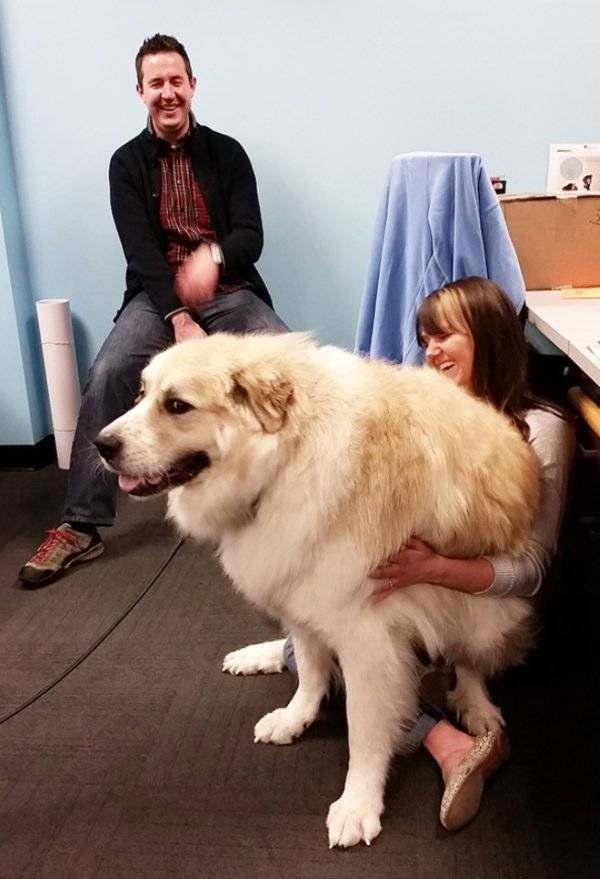 Very Big Dogs (34 pics)