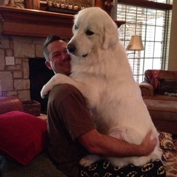 Very Big Dogs (34 pics)