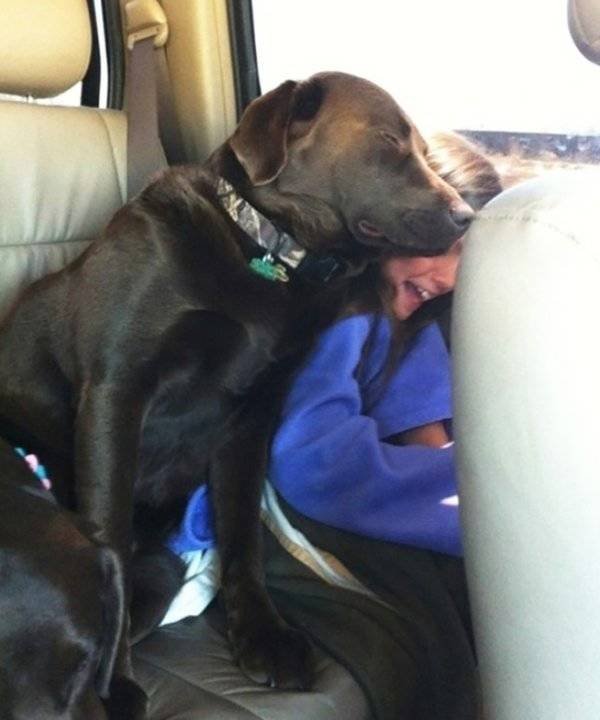 Very Big Dogs (34 pics)