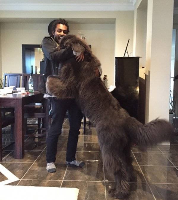 Very Big Dogs (34 pics)