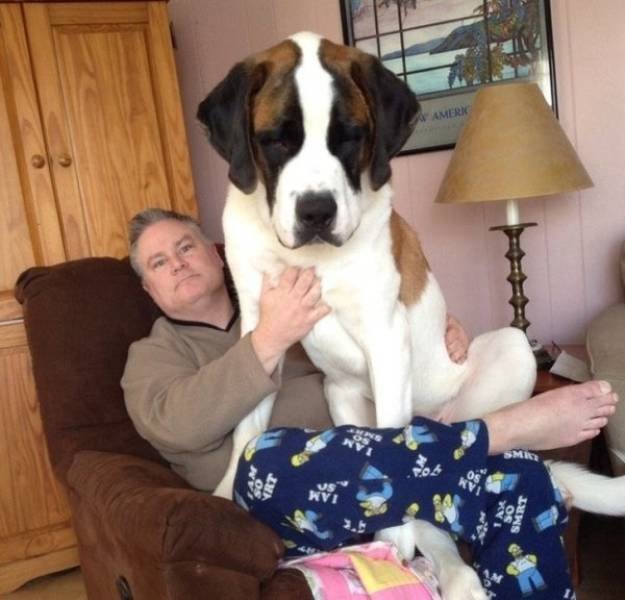 Very Big Dogs (34 pics)
