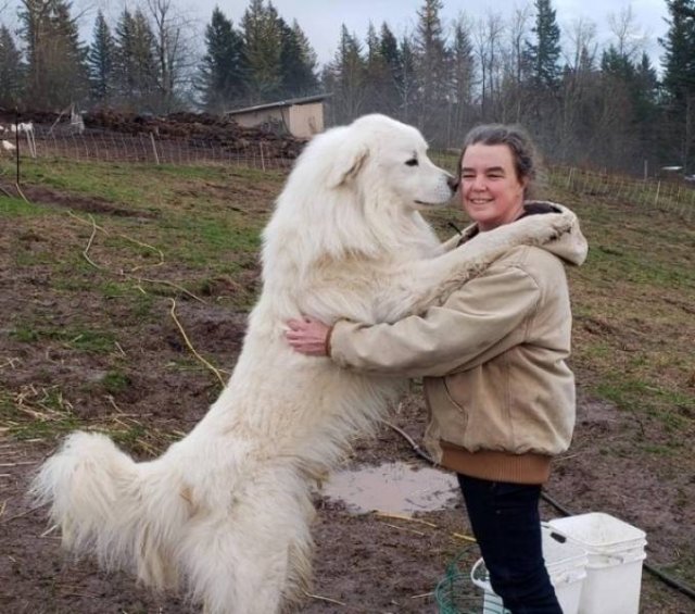 Very Big Dogs (34 pics)