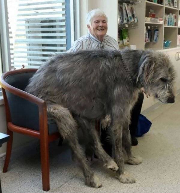 Very Big Dogs (34 pics)