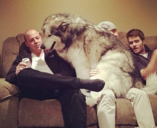 Very Big Dogs (34 pics)