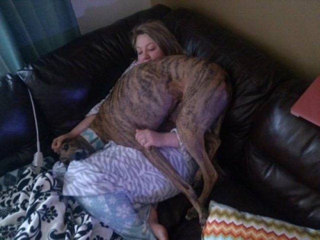 Very Big Dogs (34 pics)