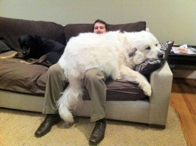 Very Big Dogs (34 pics)