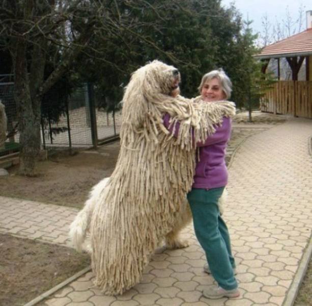 Very Big Dogs (34 pics)