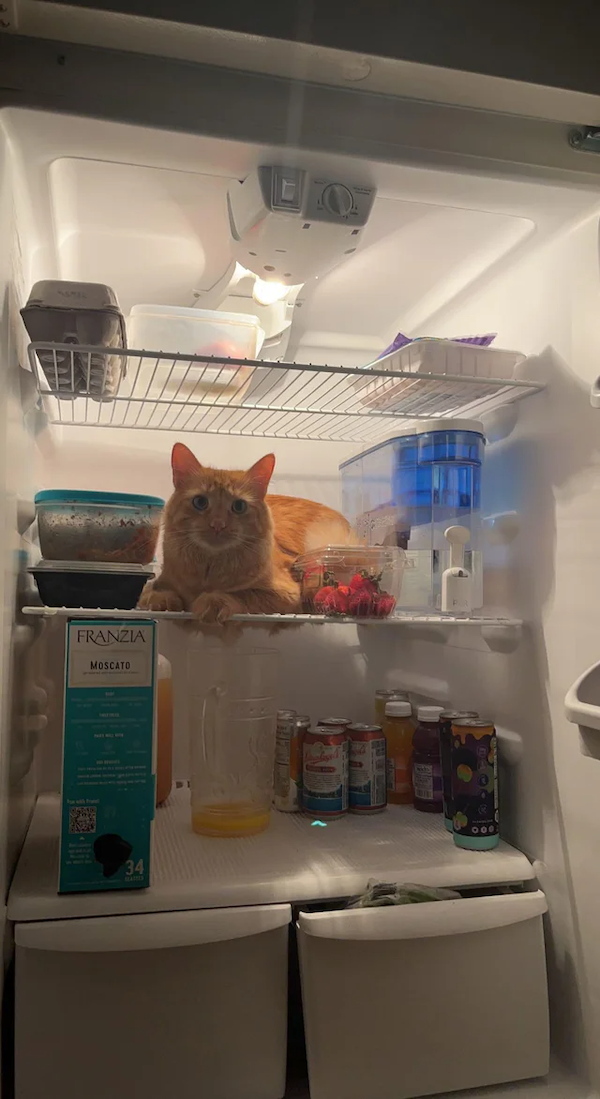 Weird Finds In Fridges (35 pics)