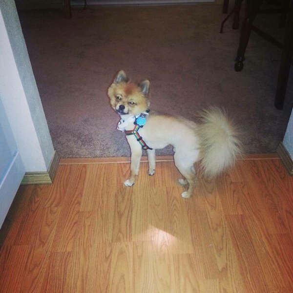 Funny Animals After Groomers (30 pics)