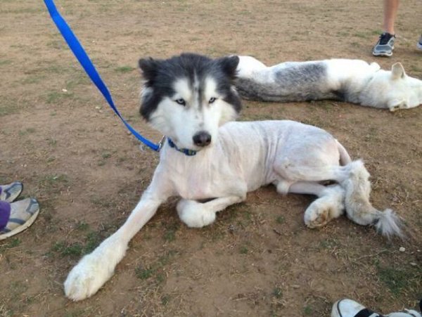 Funny Animals After Groomers (30 pics)