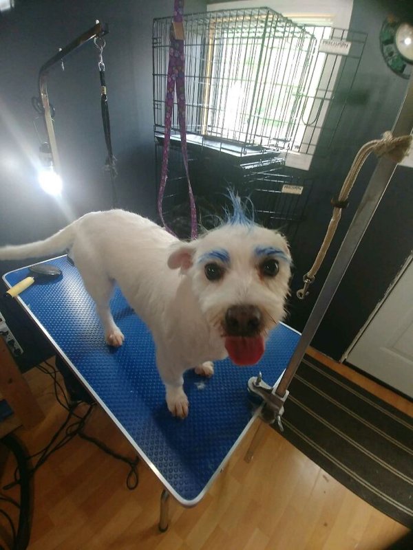 Funny Animals After Groomers (30 pics)