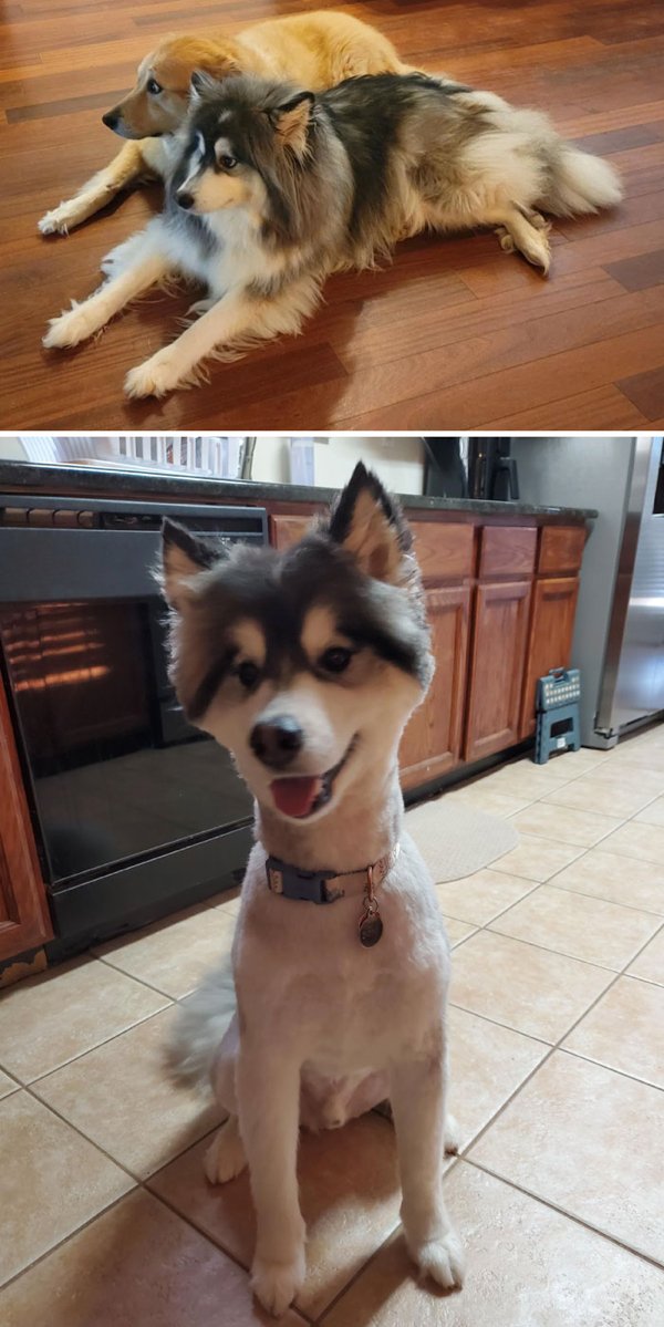 Funny Animals After Groomers (30 pics)