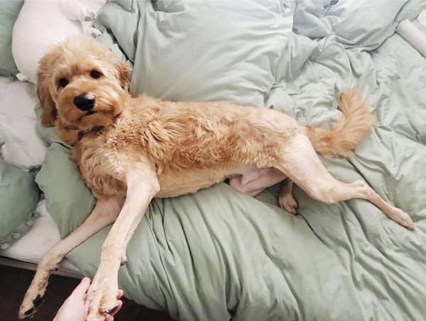 Funny Animals After Groomers (30 pics)