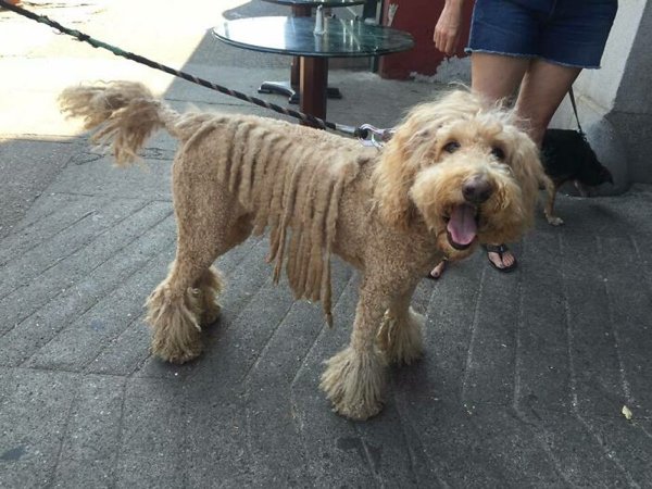 Funny Animals After Groomers (30 pics)