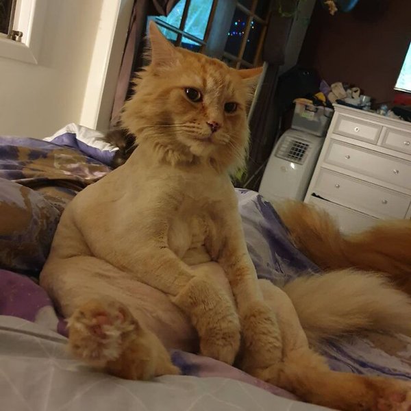 Funny Animals After Groomers (30 pics)