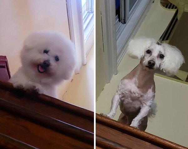 Funny Animals After Groomers (30 pics)