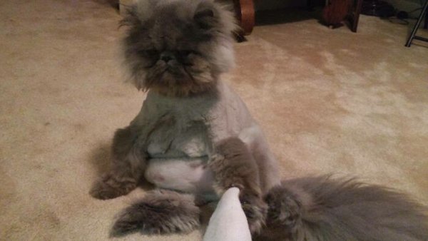 Funny Animals After Groomers (30 pics)