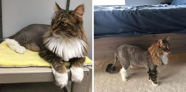 Funny Animals After Groomers (30 pics)