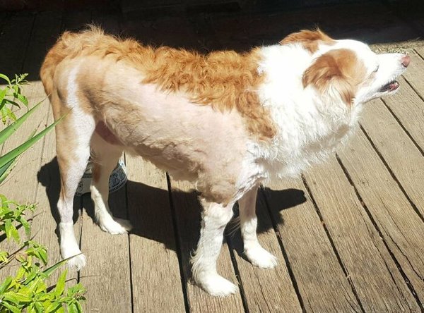 Funny Animals After Groomers (30 pics)