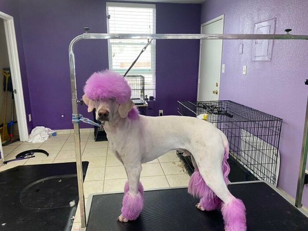 Funny Animals After Groomers (30 pics)
