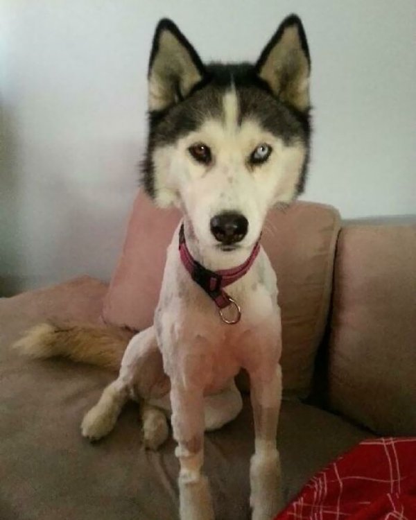 Funny Animals After Groomers (30 pics)