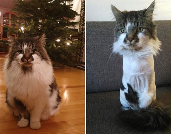 Funny Animals After Groomers (30 pics)