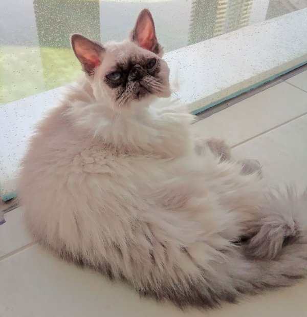 Funny Animals After Groomers (30 pics)