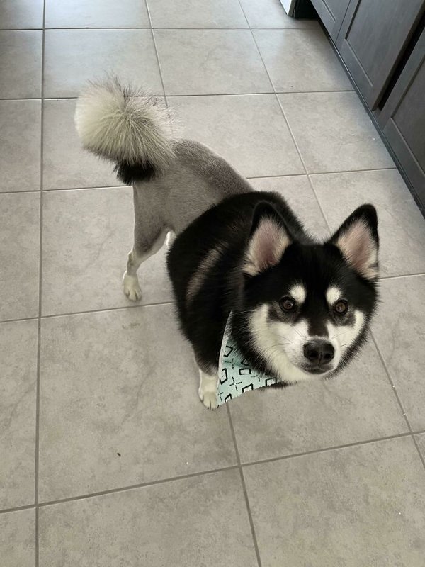 Funny Animals After Groomers (30 pics)