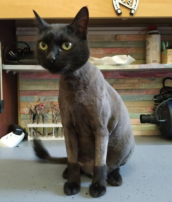 Funny Animals After Groomers (30 pics)