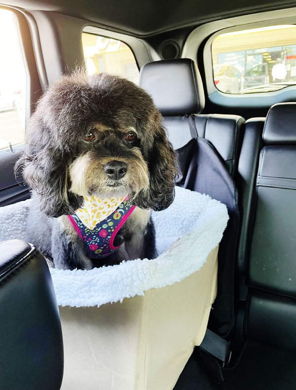 Funny Animals After Groomers (30 pics)