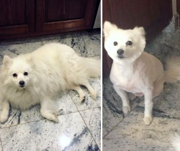 Funny Animals After Groomers (30 pics)