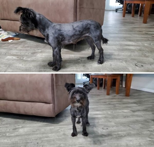Funny Animals After Groomers (30 pics)