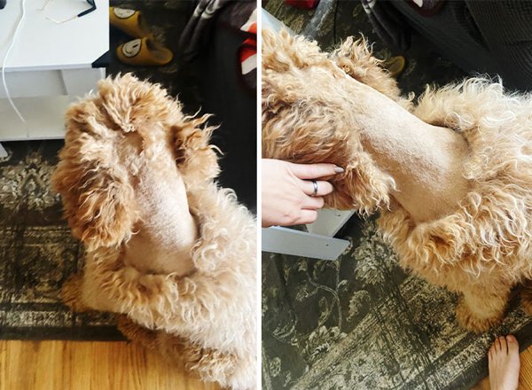 Funny Animals After Groomers (30 pics)