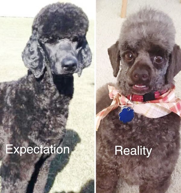 Funny Animals After Groomers (30 pics)