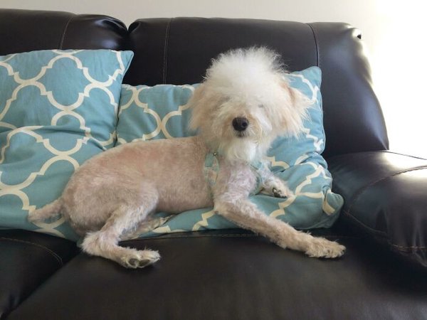 Funny Animals After Groomers (30 pics)