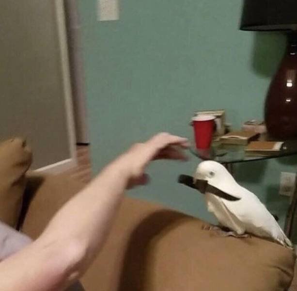 What Is Going On Here? (51 pics)