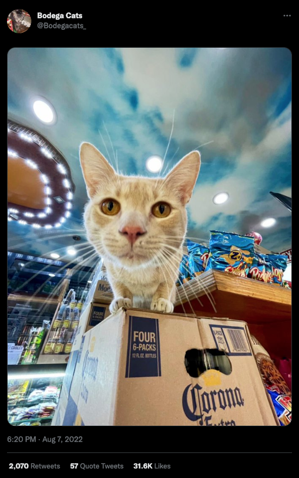 Cats Gone Shopping (31 pics)