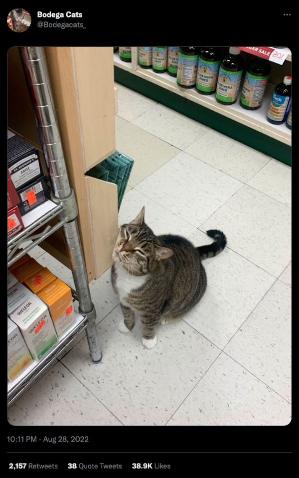 Cats Gone Shopping (31 pics)