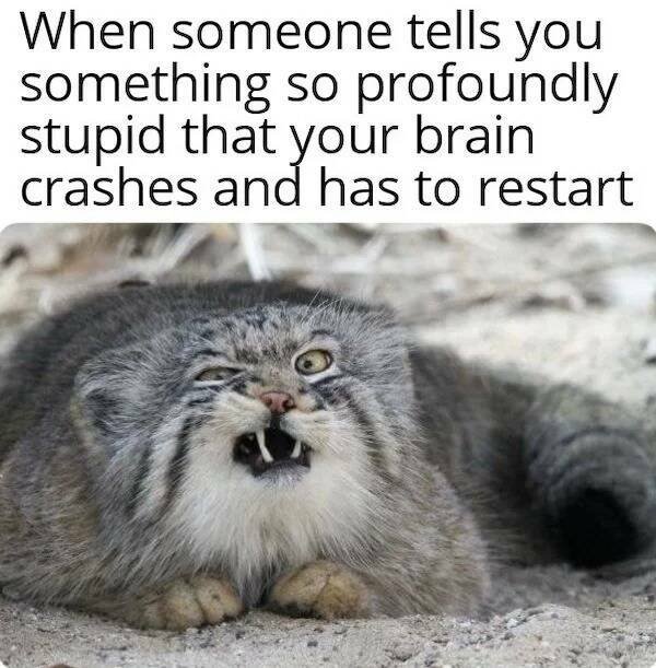 Funny Memes (54 pics)