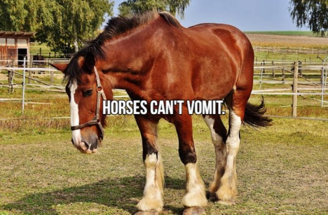 Short Interesting Facts (24 pics)
