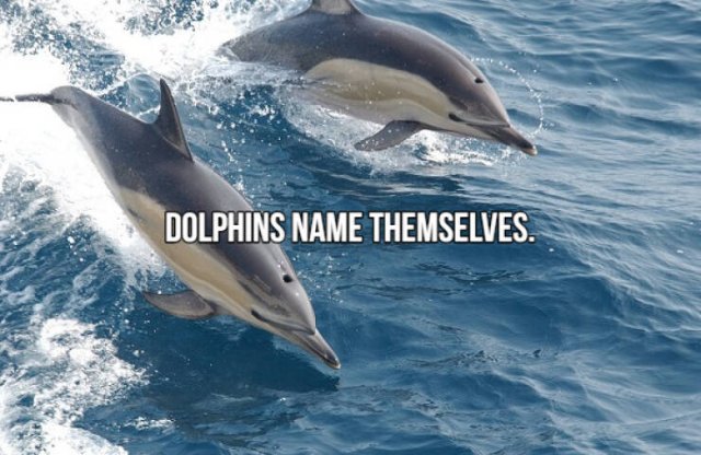 Short Interesting Facts (24 pics)