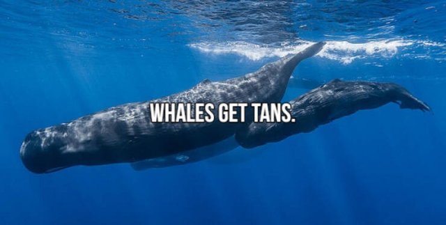 Short Interesting Facts (24 pics)