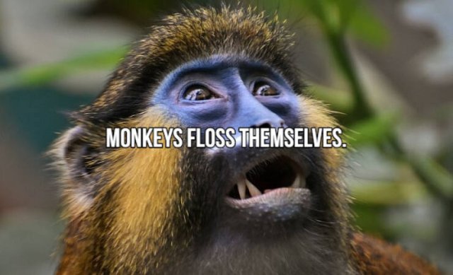 Short Interesting Facts (24 pics)
