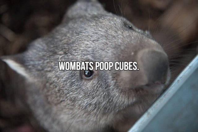 Short Interesting Facts (24 pics)