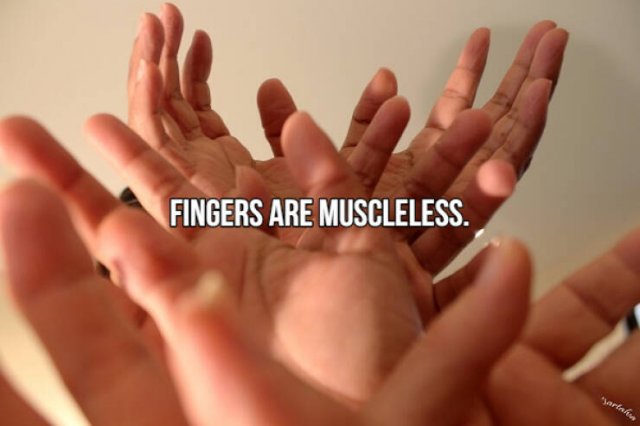 Short Interesting Facts (24 pics)