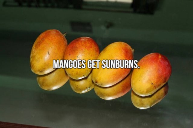 Short Interesting Facts (24 pics)